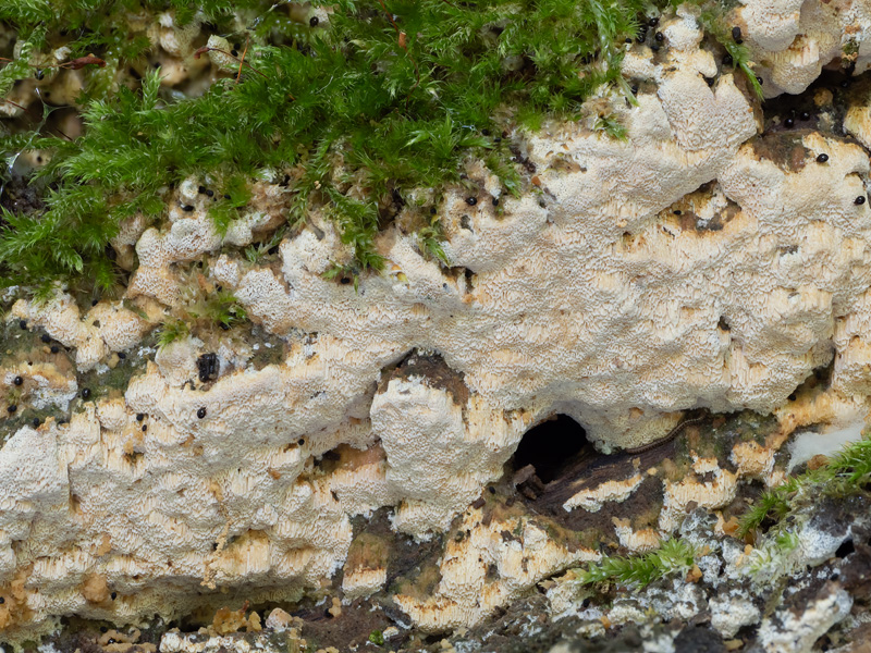Schizopora flavipora Schizopora flavipora